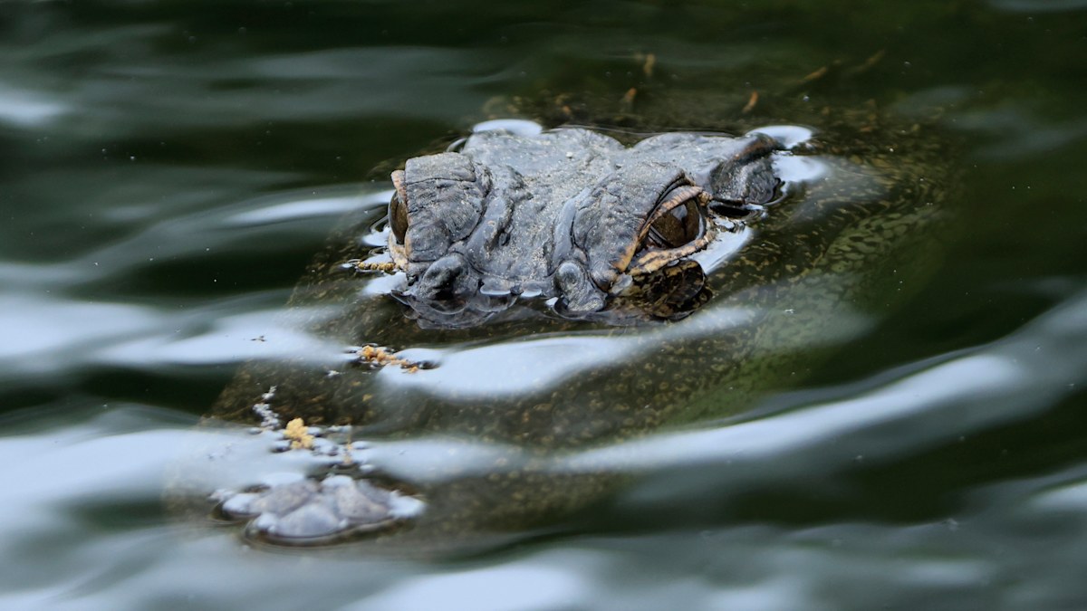 Alligator found with 6000-year-old artefact in stomach in Mississippi ...