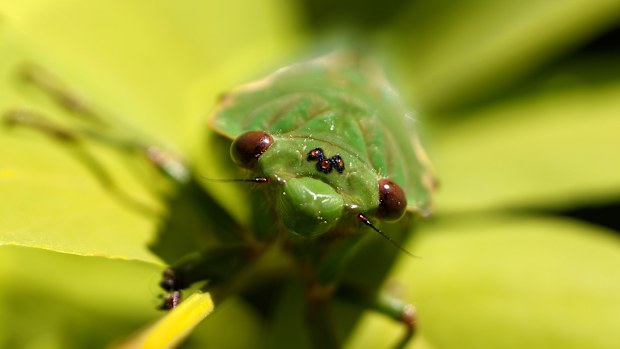 Cicadas