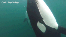orca looper