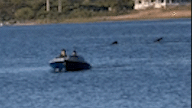A monster-sized shark has been spotted off the US coast in the state of Rhode Island. The 20-foot (6 metre) shark was caught on video by local Jen Seebeck on Memorial Day weekend, before it was posted to the Atlantic Shark Institute's social pages. 