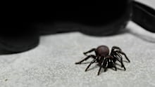 Sydney residents are being urged to check their shoes for funnel-web spiders.