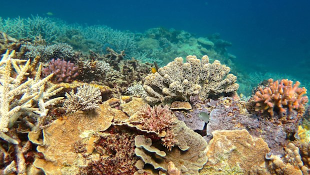 Healthy coral in the Capricorn Group of Islands, Southern Great Barrier Reef, in 2016. (AAP)