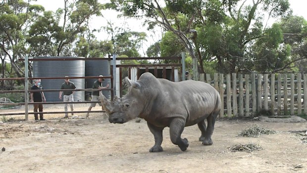 Southern White Rhinoceros survival: Giant swap to help rhinoceros ...