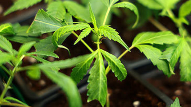 Sprouting marijuana plants (Getty)