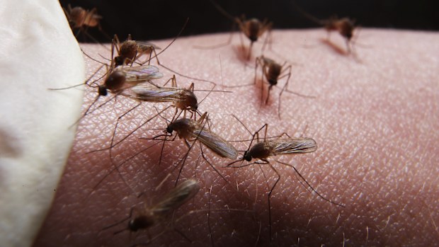 Experts are tipping an increase in mosquito numbers caused by heavy rainfall. 