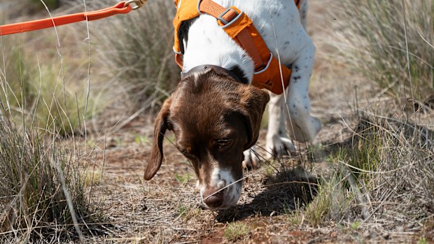 Lizard detection dogs: 'Wildlife detection' dogs helping monitor ...