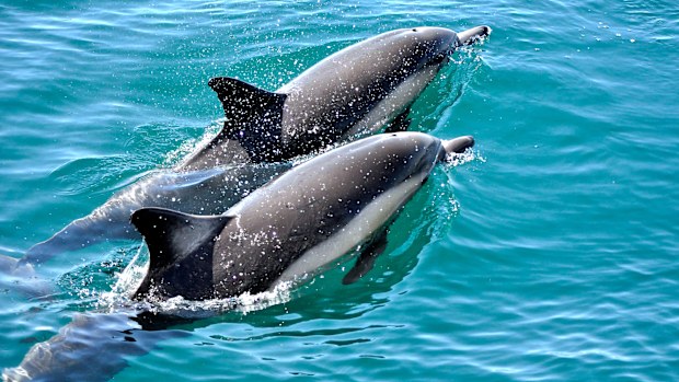 dolphins.