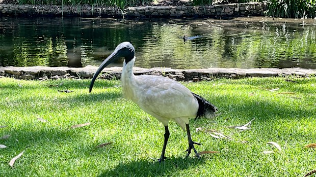 The murder of an Ibis bird, which was shot with an arrow in Queensland, is being investigated by Police and the Queensland Royal Society for the Prevention of Cruelty to Animals (RSPCA). 