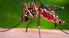 FILE - This 2006 file photo provided by the Centers for Disease Control and Prevention shows a female Aedes aegypti mosquito in the process of acquiring a blood meal from a human host. The Zika virus is transmitted to people primarily through the bite of an infected Aedes aegypti species mosquito. A U.S. study of Zika-infected pregnancies found that 6 percent of them ended in birth defects. The rate was nearly twice as high for women infected early in pregnancy. It's the first published research