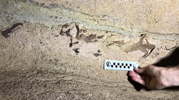 This shark was about the size of a Great White when it lived 300 million years ago. (CNN)