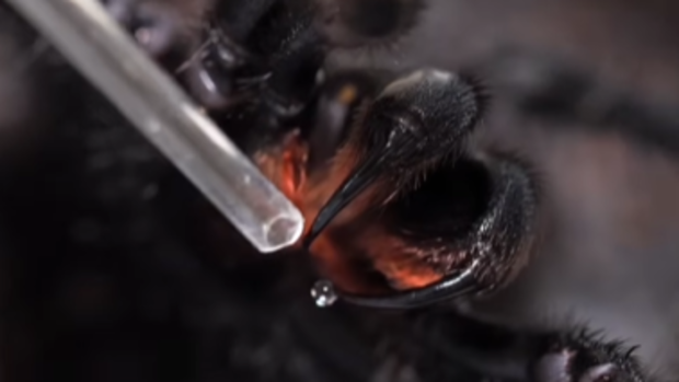 Hemsworth funnel web spider , biggest spider ever handed into Asu reptile park