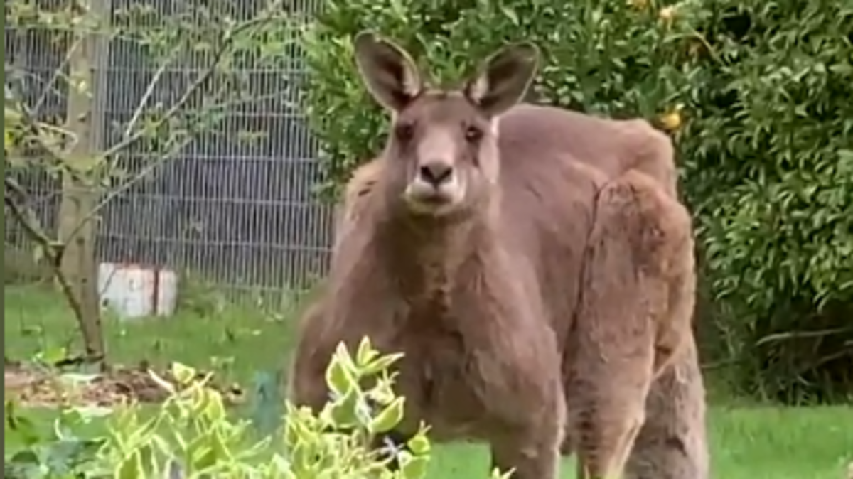 www.9news.com.au