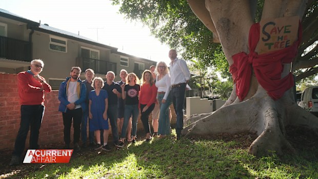 A Current Affair: Sydney locals save giant fig tree from council chop ...