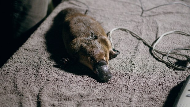 platypus 