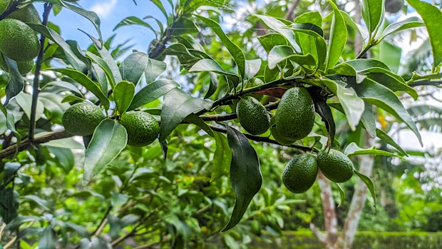 shepard avocado season in australia