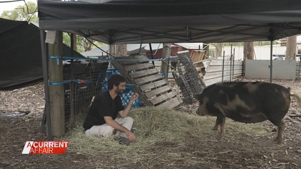 Animal lover Dan raised his pet Picnic from a squealing piglet to a big three-month-old in his inner-city apartment.