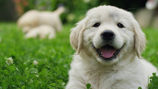 puppy