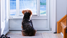 Photo taken in Ajax, Canada dog waiting at door