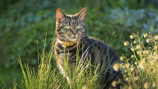 The Scottish government wants everyone to know it does not plan to ban cats.