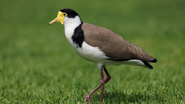 Man fined for running over baby birds in 