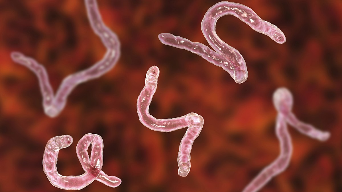 'Illegal and unsafe': TGA warns against self-infecting with worms ...