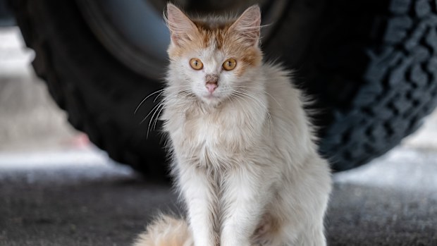 Wild Feral Cat Under a Car