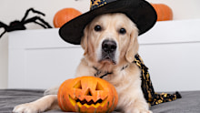 A dog dressed as a witch for Halloween. Golden retriever in Halloween room with pumpkins, bats, spiders