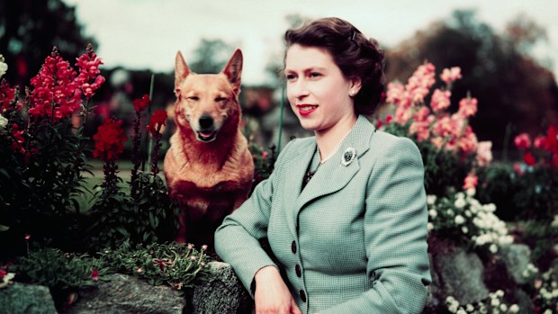 Queen Elizabeth II of England at Balmoral Castle with one of her Corgis, 28th September 1952. UPI color slide.