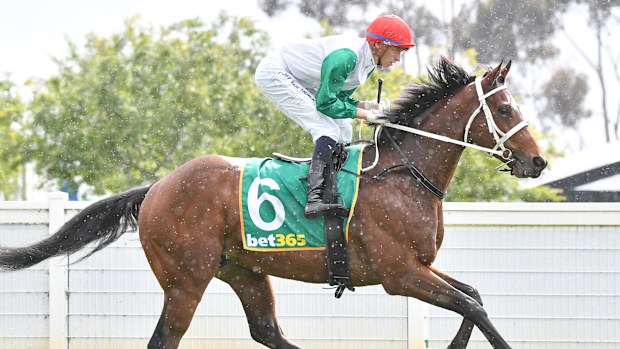 Más delincuentes (IRE) en el camino hacia las barreras antes de la celebración de la Copa bet365 Geelong en el hipódromo de Geelong el 25 de octubre de 2023 en Geelong, Australia. (Foto de Pat Scala/Racing Photos)