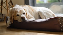 An elderly labrador is dozing in his bed. Home shooting.