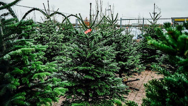 Real Christmas tree farm