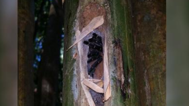 The spiders construct silken tubes inside the bamboo stems.