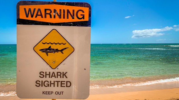 A warning sign for a shark sighting on the beach on the Island of Oahu, Hawaii.