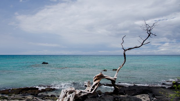 Alone dry tree at Anaeho'omalu beach; Waikoloa, Big Island, Hawaii