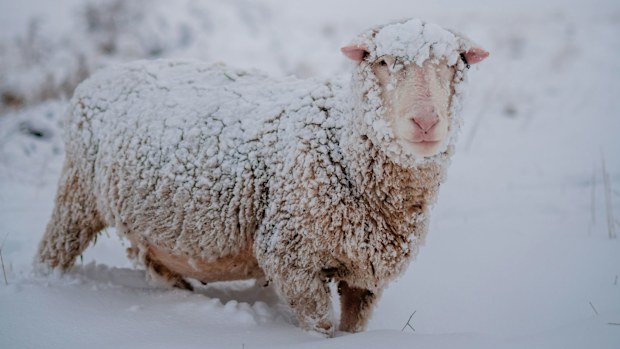 Residents and travellers passing through south eastern Australia were treated to an early snow fall on the weekend. This sheep in Jerangle NSW, between Cooma and Canberra, got more than a dusting of the cold stuff.