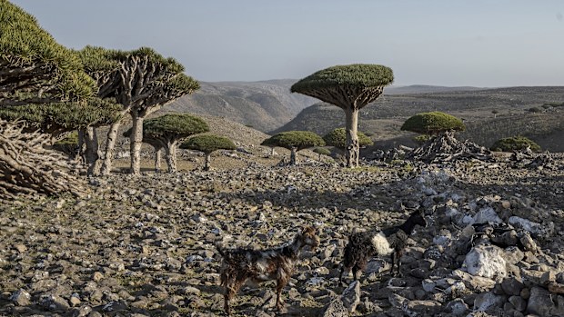 Goats roam amidst dragon's blood trees on the Yemeni island of Socotra on Sept. 18, 2024.(AP Photo/Annika Hammerschlag)