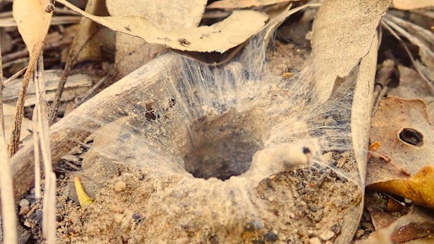 Aname occivillosa (new species) burrow.