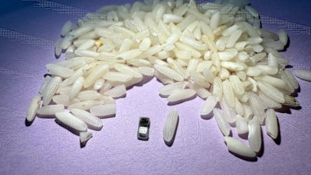 New tiny pacemaker sits next to rice for scale