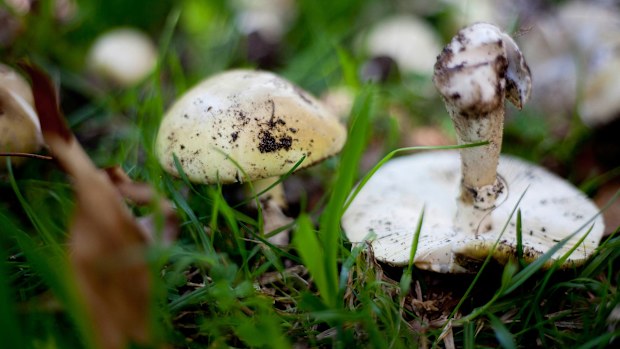 Deadly death cap mushrooms 