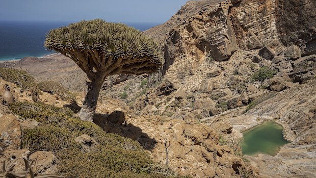 A dragon blood's tree overlooks a natural infinity pool within Homhil Protected Area on the Yemeni island of Socotra on Sept. 21, 2024. (AP Photo/Annika Hammerschlag)