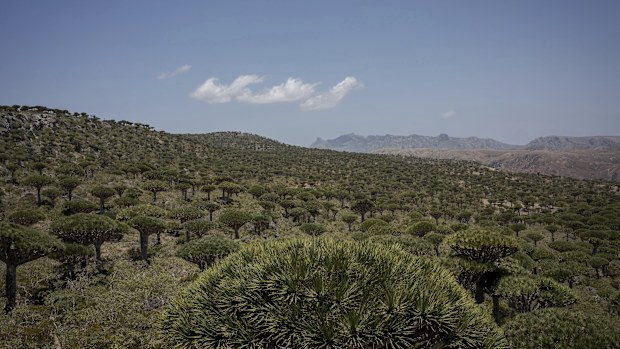 Socotra's Firmihin plateau, home to the largest remaining dragon's blood forest, is visible on Sept. 18, 2024, on the Yemeni island of Socotra. (AP Photo/Annika Hammerschlag)