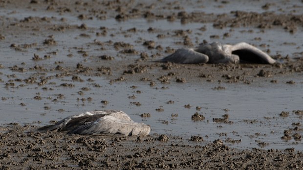 Many of the cranes are dead in the middle of water body's. 