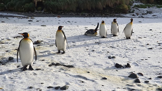 Penguins photographed by Dr Justine Shaw.