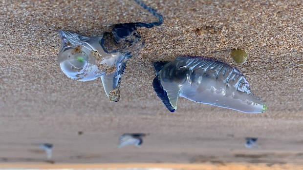 Bluebottles invasion on Newport Beach after days of north east winds Photo nick Moir 18 jan 2019
