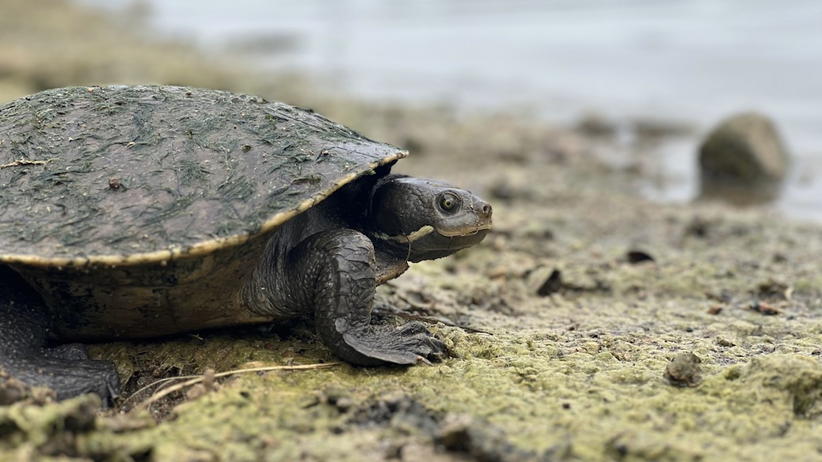 'Forever chemicals' could wipe out entire populations of Aussie turtles ...