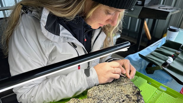 Heather Berry performs first aid conservation treatment in the field on a whetstone recovered from the shipwreck of South Australian.
