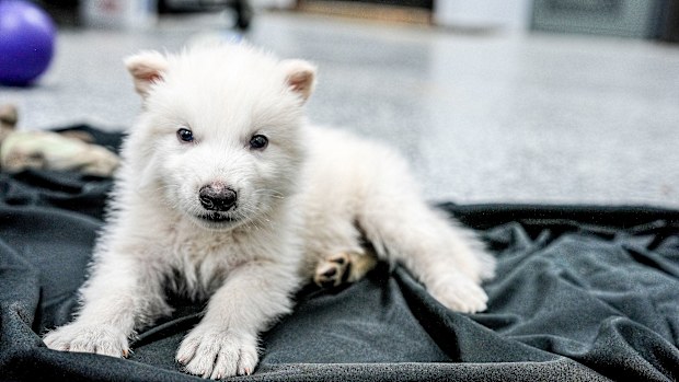 Reaching out with groundbreaking news from Colossal Biosciences, the world's only de-extinction company, announcing the rebirth of the once extinct dire wolf, the world's first successfully de-extinct animal.