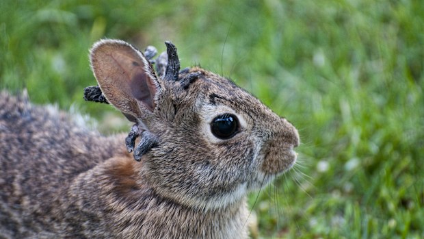 Vadnais Heights, Minnesota. Eastern Cottontail rabbit." Sylvilagus floridanus"  Rabbit with the papilloma virus (CRPV), or Shope papilloma virus,which is a type I virus under the Baltimore scheme, possessing a nonsegmented dsDNA genome. It infects rabbits, causing keratinous carcinomas, typically on or near the animals head. 6/18/2009