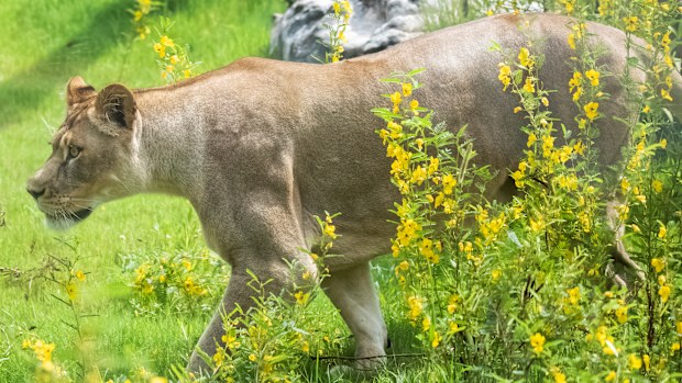Kali Audubon Zoo Africa Savanna Exhibit August 7, 2019