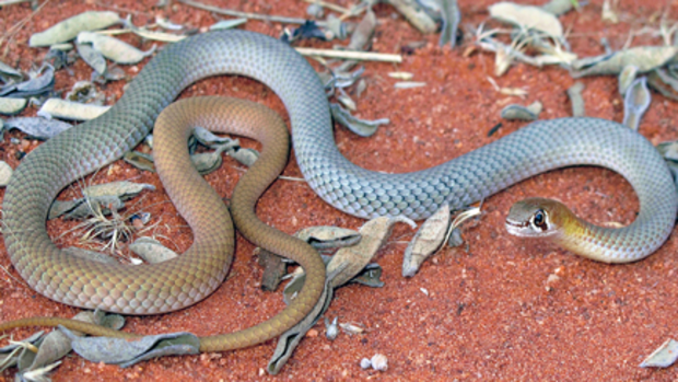The desert whip snake has a blueish, copper hue. 